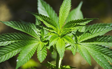 Vegan Marijuana Farm to Open in Nevada