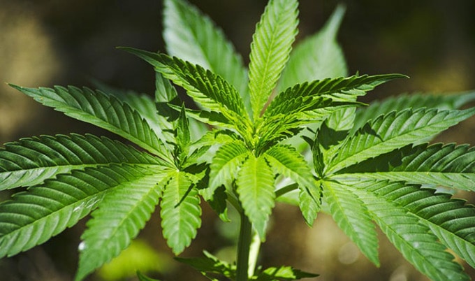 VegNewsMarijuana