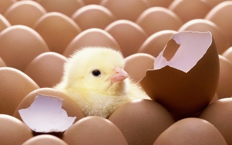 Egg Industry to End Chick Culling by 2020