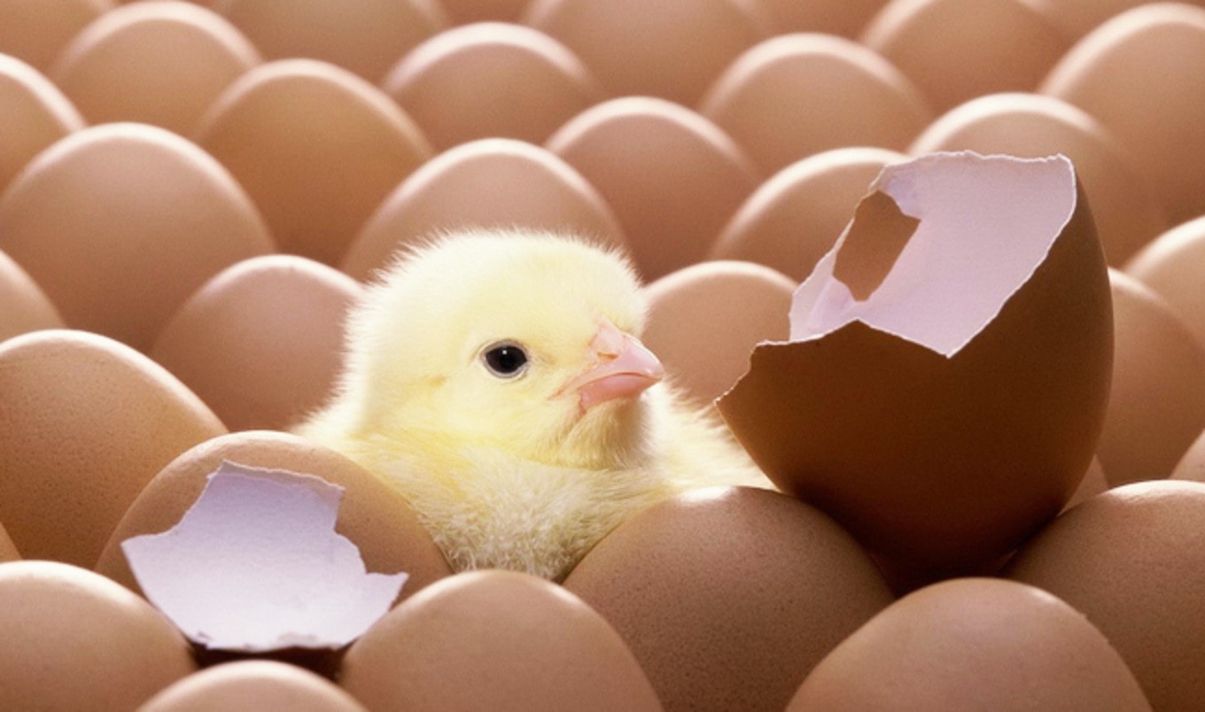 Egg Industry to End Chick Culling by 2020