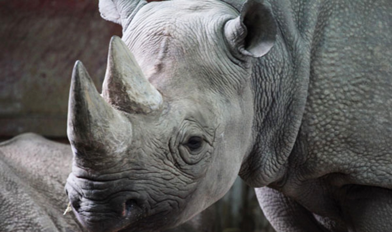 Vegan Cyclist Rides 2000 Miles to Save Rhinos