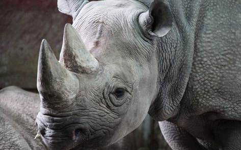 Judge Upholds Delta's Refusal to Ship Rhino Trophy