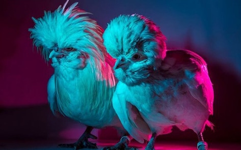 Italian Photographer Debuts Series Showing Beauty of Chickens