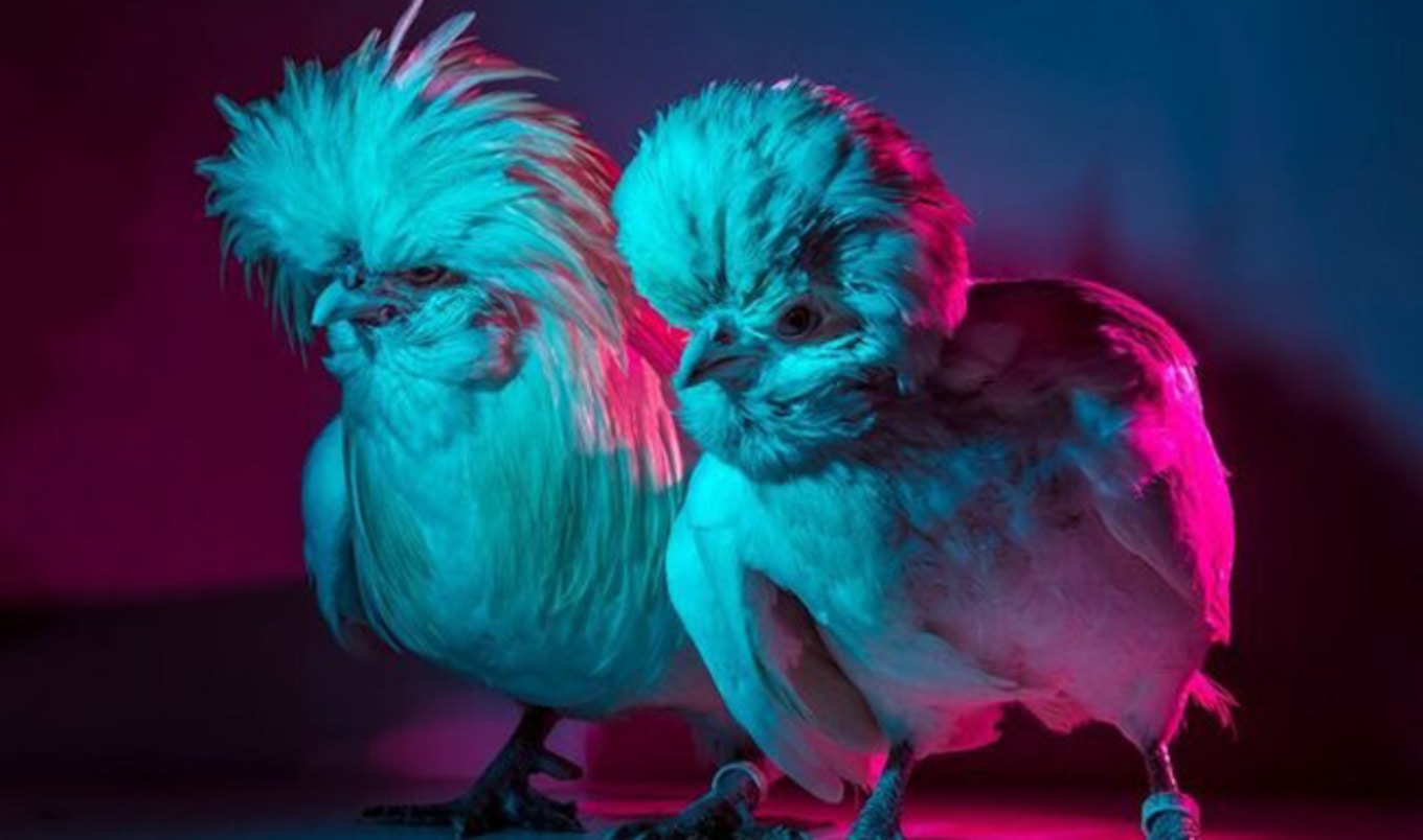 Italian Photographer Debuts Series Showing Beauty of Chickens