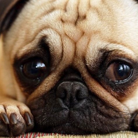 Canada Supreme Court Legalizes Sex Acts with Animals