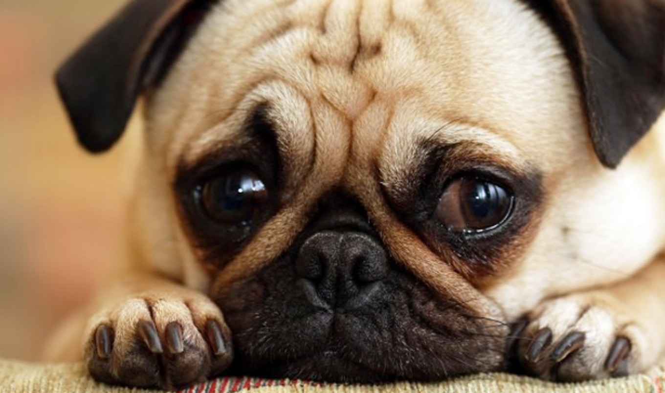 Government to Ban Dog Meat Sale at Yulin Festival