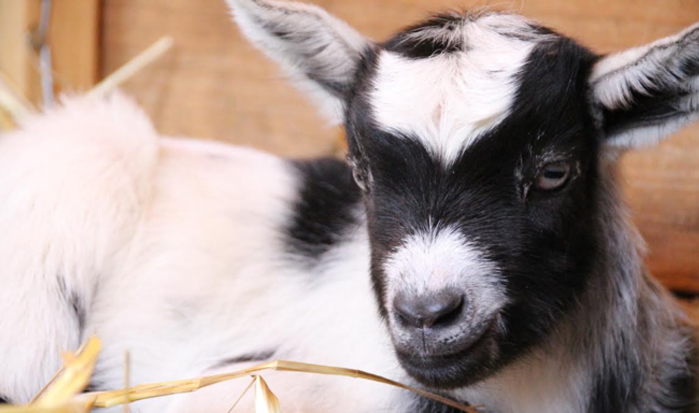 Public to Vote for Celebrity Baby Goat Name