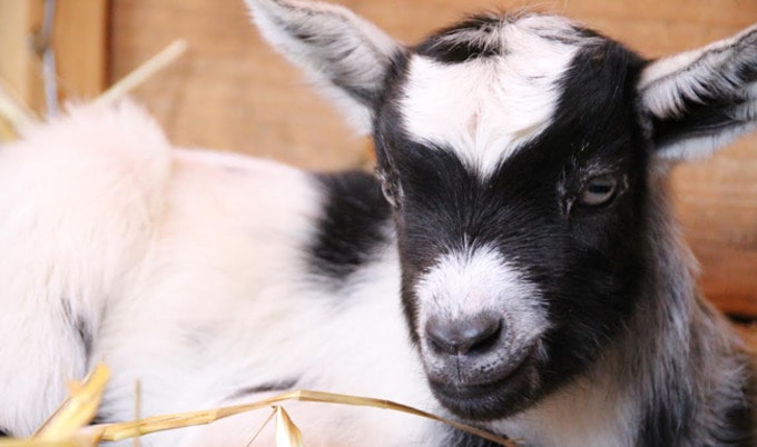 VegNews.BabyGoat.JordanHenry