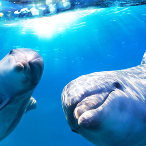 Aquarium to Build New Sanctuary, Release Dolphins