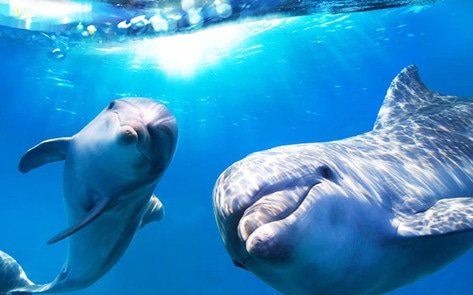 Aquarium to Build New Sanctuary, Release Dolphins