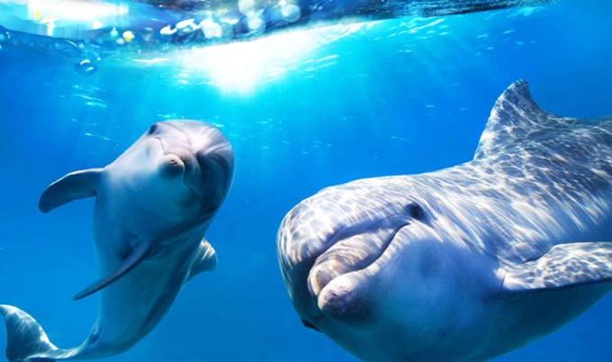 VegNews.DolphinsAtSurface