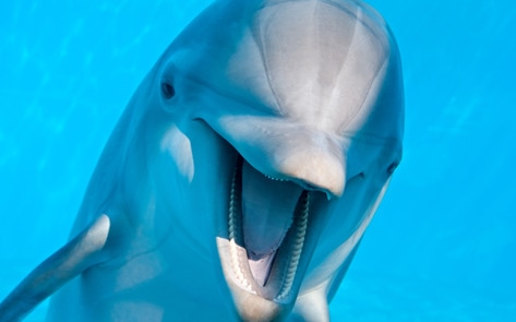 <i>The Washington Post</i> Evaluates Morality of Captive Animals