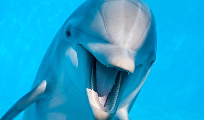 VegNews.Dolphin.Seaworld