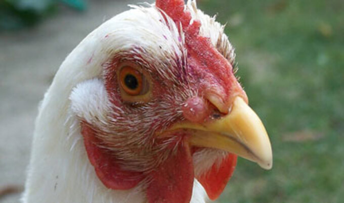 VND.hen