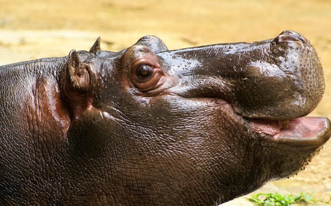 Zambia Halts Hippo Slaughter