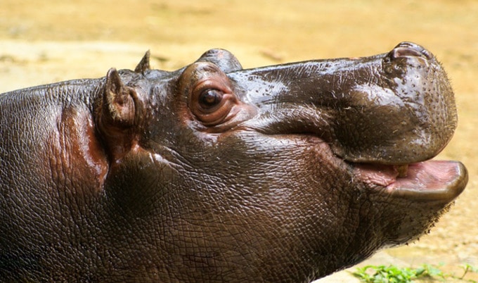 VegNews.Hippopotamus