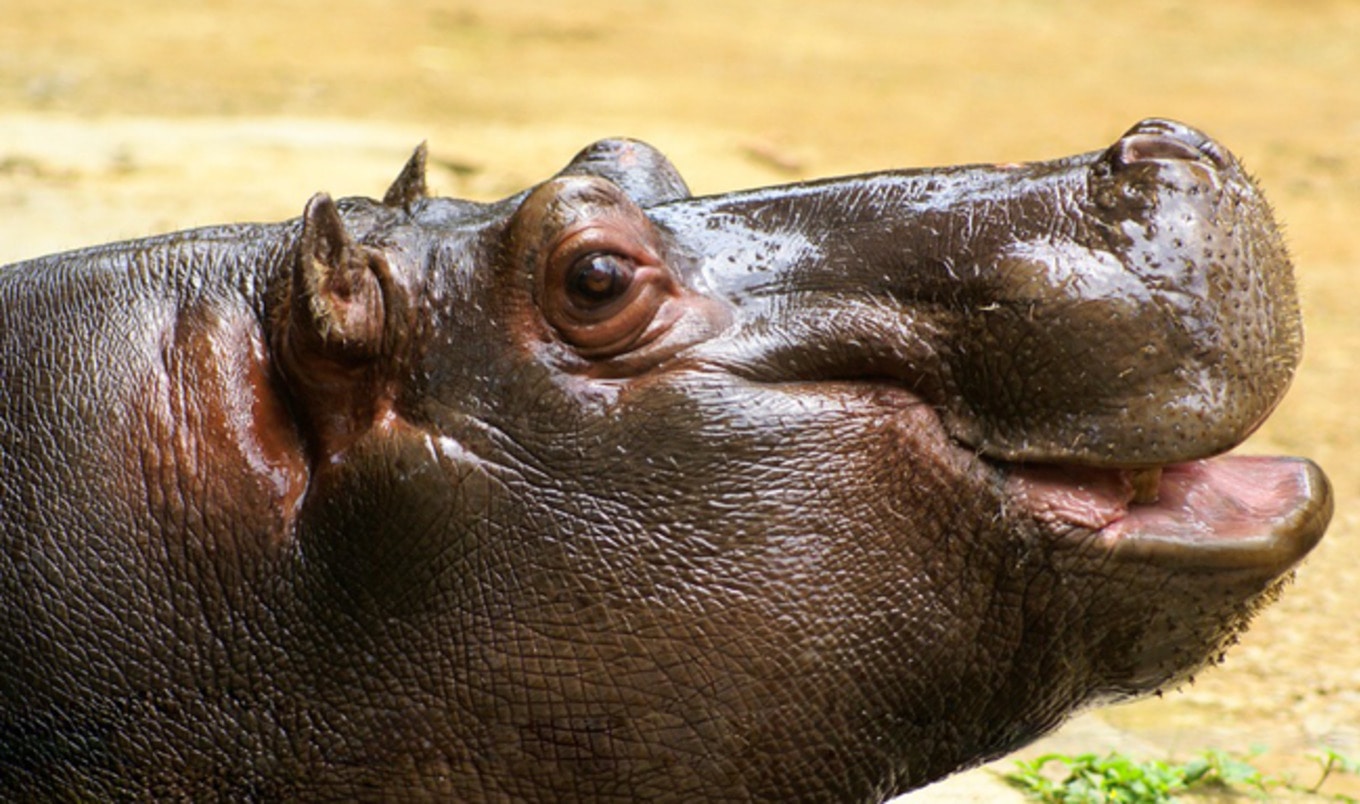 Zambia Halts Hippo Slaughter