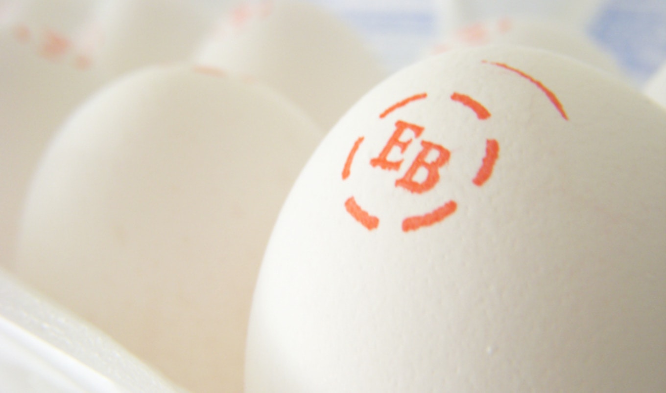 Cruelty Exposed at Eggland's Best Supplier