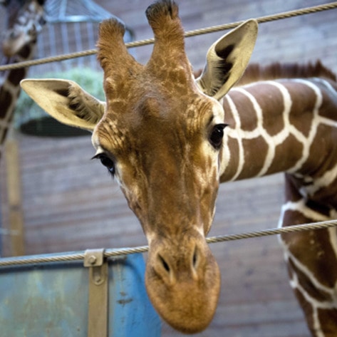 Major Zoo to Close After 140 Years, Release 2,500 Animals