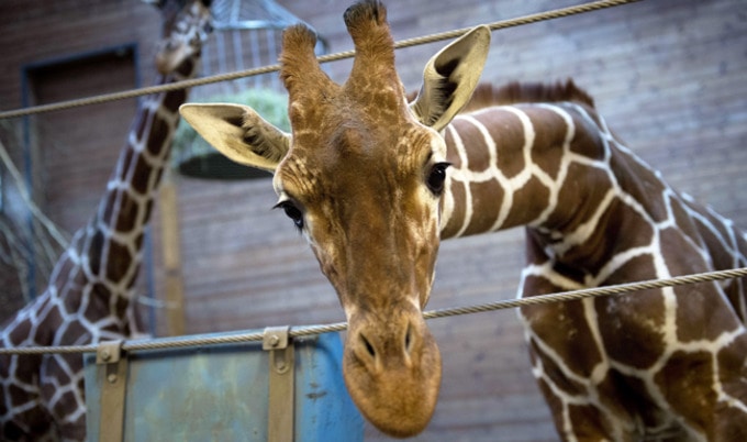 VegNews.Giraffe