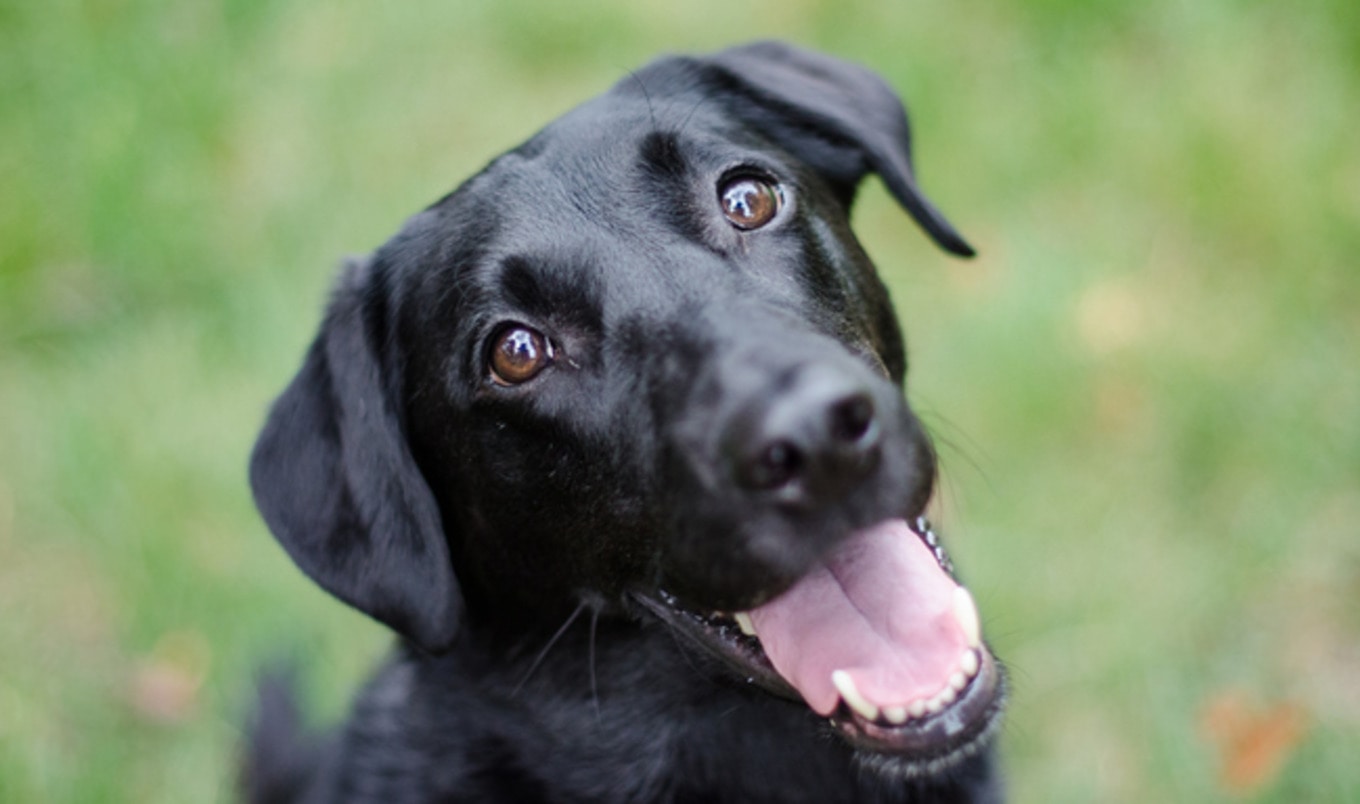 <i>The Huffington Post</i> Examines Hypocrisy of Dog Slaughtering