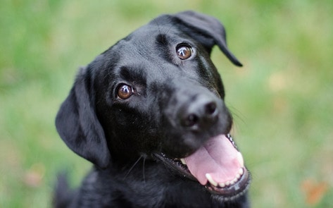 <i>The Huffington Post</i> Examines Hypocrisy of Dog Slaughtering