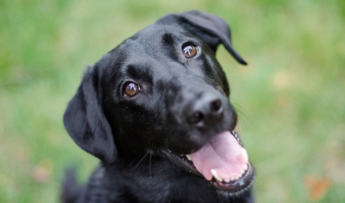VegNews.DogYulin