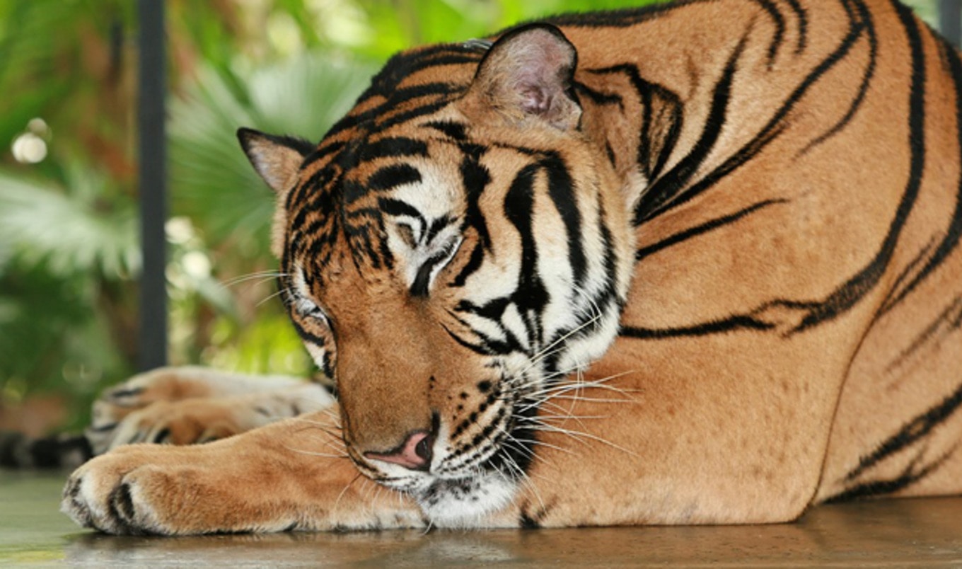 Las Vegas Circus Returns, Sans Animals