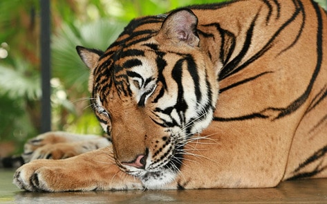 India Bans Wild-Animal Circuses