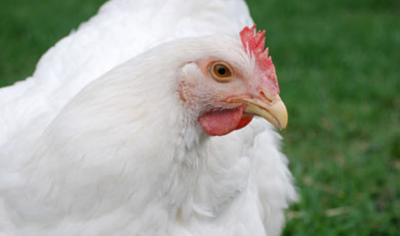 Meet the Animals of Farm Sancutary