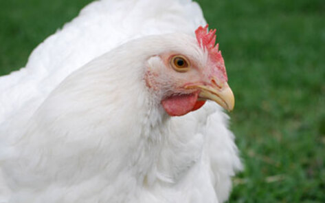 Meet the Animals of Farm Sancutary