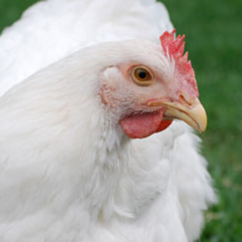 Chickens Show Empathy