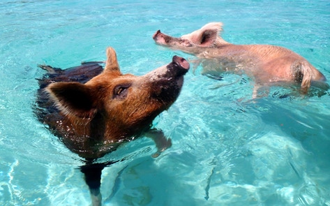 5 Things I Learned While Living on an Island with Pigs and Chickens