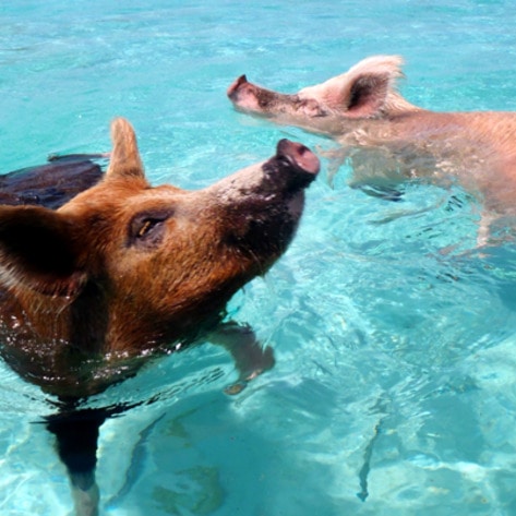 5 Things I Learned While Living on an Island with Pigs and Chickens