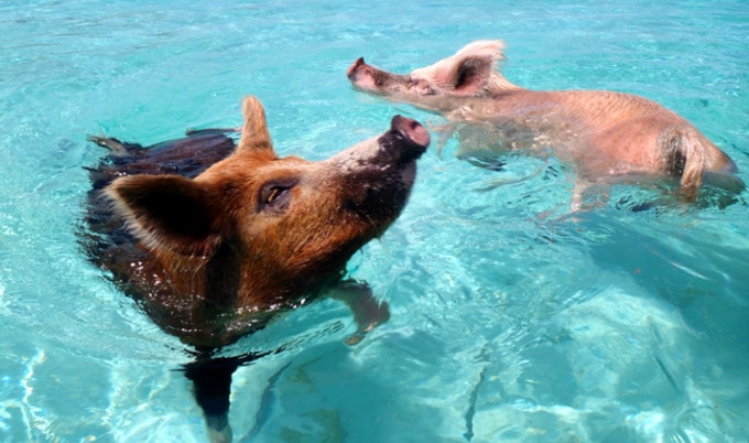 VegNews.SwimmingPigs.cdorobek