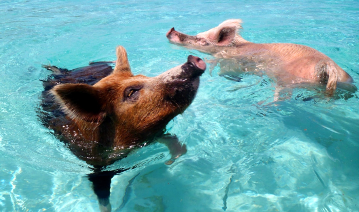 5 Things I Learned While Living on an Island with Pigs and Chickens