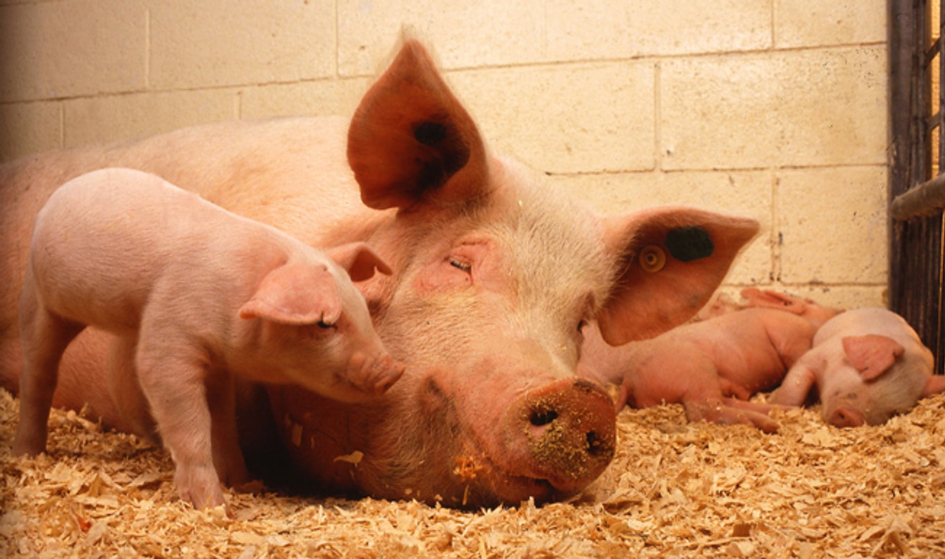Animal Welfare Overhaul on Massachusetts Ballot