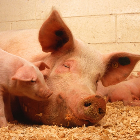 Animal Welfare Overhaul on Massachusetts Ballot