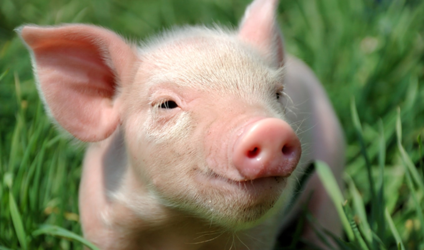 5 Things I Learned Working with Pigs This Summer