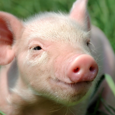 8 Animal Sanctuaries on My Bucket List