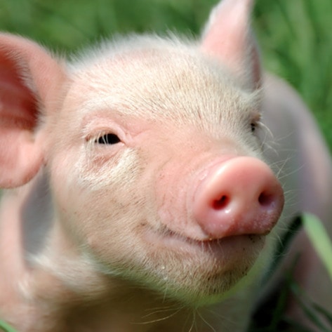 5 Things I Learned Working with Pigs This Summer