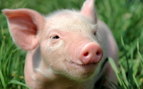 UK Government Promises to Recognize Animal Sentience