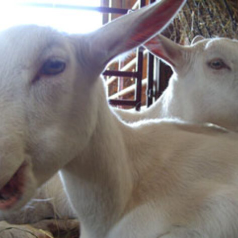 MFA Video Reveals Brutal Truths About Backyard Slaughter