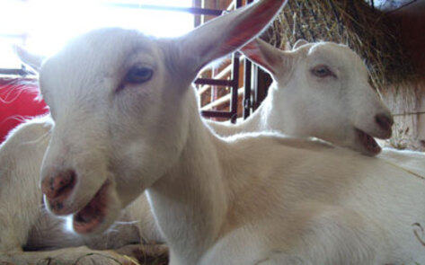 MFA Video Reveals Brutal Truths About Backyard Slaughter