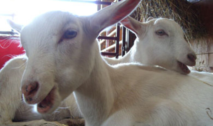 Featurette.twingoats