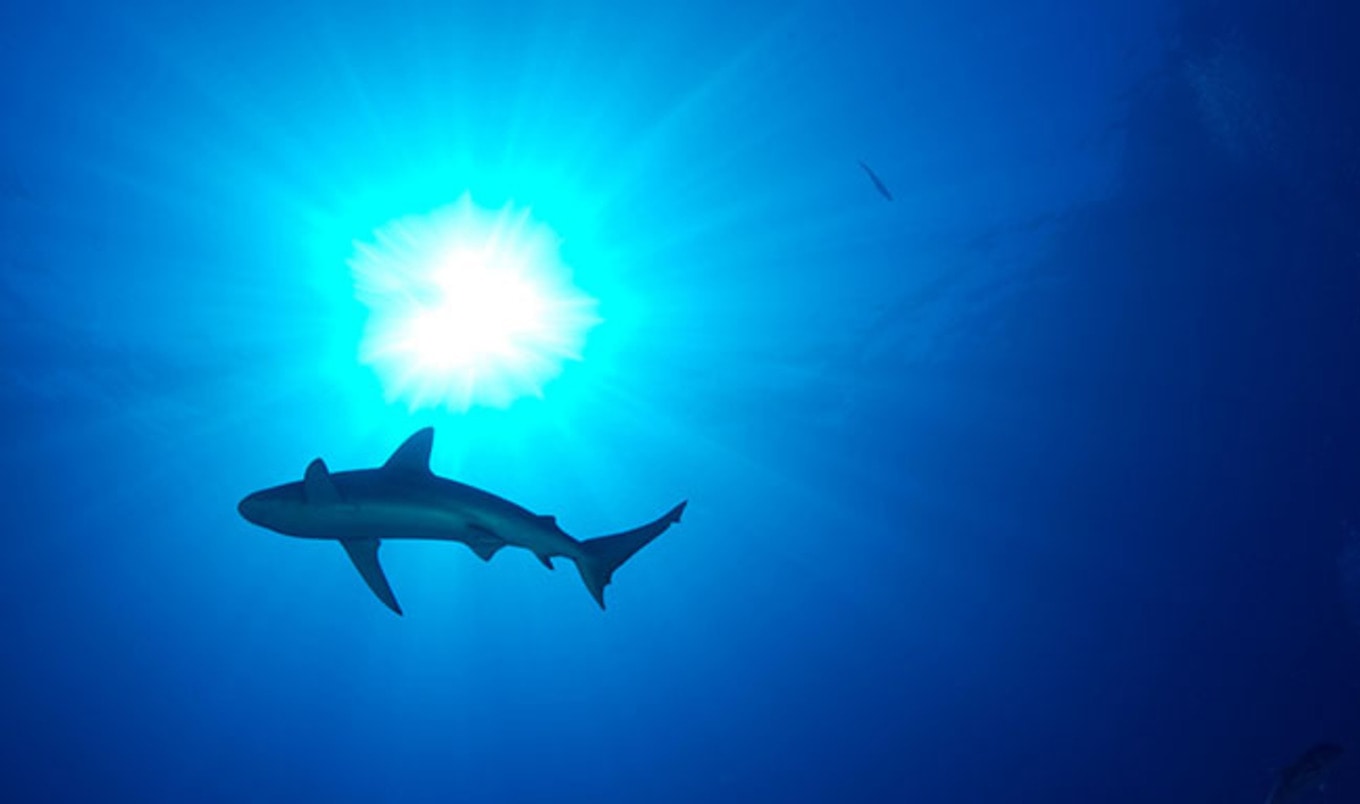 Air China Bans Shark Fin Cargo