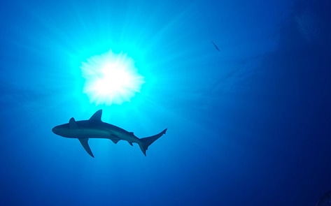 Air China Bans Shark Fin Cargo