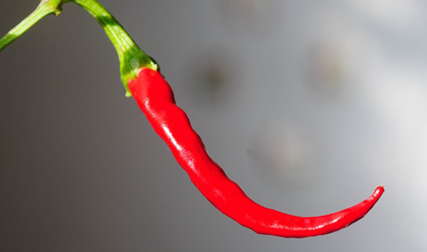 Eating Hot Red Chilli Peppers Prolongs Life
