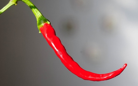 Eating Hot Red Chilli Peppers Prolongs Life