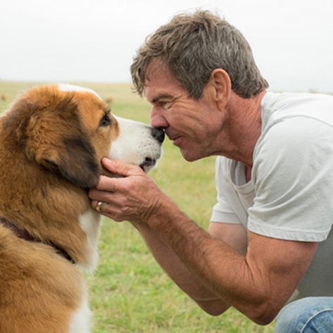 Universal Shuts Down <i>A Dog's Purpose</i> Premiere